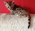 Kocięta bengalskie- rezerwacja - 7