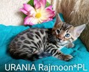 Kocięta bengalskie- rezerwacja - 5