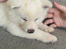 Akita Inu Biała suczka - DOSTĘPNA OD ZARAZ - 3