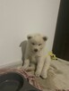 Akita Inu Biała suczka - DOSTĘPNA OD ZARAZ - 4