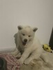 Akita Inu Biała suczka - DOSTĘPNA OD ZARAZ - 2