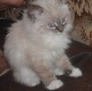 Piękne kocięta Ragdoll - 2
