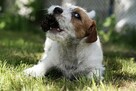 Sunia Jack Russell Terrier - 2
