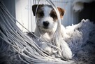 Sunia Jack Russell Terrier - 1