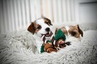 Sunia Jack Russell Terrier - 6