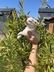 Suczka chihuahua - 2