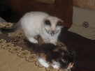 Piękne kocięta Ragdoll - 3
