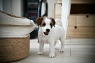 Sunia Jack Russell Terrier - 5