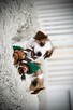 Sunia Jack Russell Terrier - 4