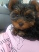 York terrier - 2