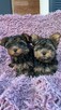 York terrier - 3