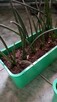 Sansewieria cylindryczna sadzonka-języki teściowej - 3
