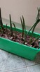 Sansewieria cylindryczna sadzonka-języki teściowej - 5