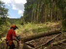 Wycinka Drzew, Podnośnik Koszowy, Prace Ogrodnicze, - 4