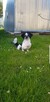 Shih tzu reproduktor zaprasza - 2