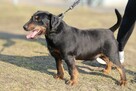 Młody Cliford w typie jagdteriera - 6
