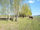 Działka rolna Ręczaje Polskie gm. Poświętne - 9