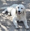 Golden retriever 8 miesięczne - 6
