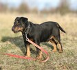 Młody Cliford w typie jagdteriera - 7