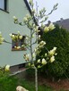 Sprzedam dom - 2