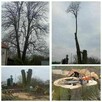 Wycinka oraz Pielęgnacja Drzew. Podnośnik Koszowy. - 2