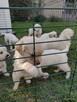 Golden Retriever szczeniaki ZKwp - 9