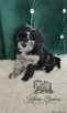 Pudel Miniaturowy piesek Blue Merle Badania genetyczne! - 5