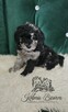 Pudel Miniaturowy piesek Blue Merle Badania genetyczne! - 2