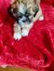 Lhasa apso maluszki - 3