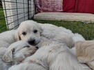 Golden Retriever szczeniaki ZKwp - 3