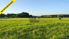 Działka pod budowę domu powierzchnia 3334m2 - 6