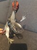 Schleich figurka Terizinozaur - 2