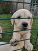 Golden Retriever szczeniaki ZKwp - 6