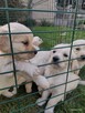 Golden Retriever szczeniaki ZKwp - 8