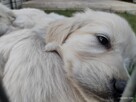 Golden Retriever szczeniaki ZKwp - 2