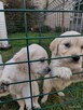Golden Retriever szczeniaki ZKwp - 7