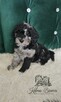 Pudel Miniaturowy piesek Blue Merle Badania genetyczne! - 4