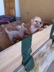 Golden retriever - 13
