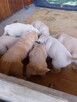 Golden retriever - 14