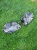 Lampy do Renaulta Clio, w dobrym stanie, EUROPA - 7