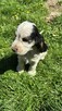 Cocker spaniel angielski - 7