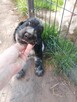 Cocker spaniel angielski - 6
