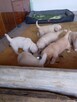 Golden retriever - 9