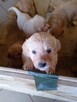Golden retriever - 11