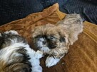 Szczeniak shih tzu - 2