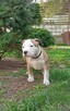American Staffordshire Terrier - 3