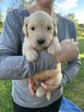 Szczeniaki Golden retriever - 1