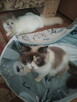 Kochana kotka Ragdoll - 5