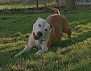 American Staffordshire Terrier - 7
