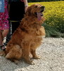 Szczeniaki Golden retriever - 11